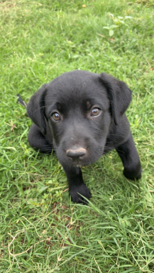 SPONSOR OR FOSTER ME - Lexi