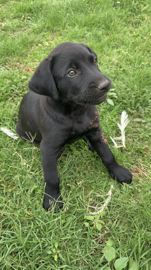SPONSOR OR FOSTER ME - Levi