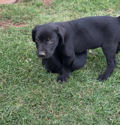 SPONSOR OR FOSTER ME - Lenny