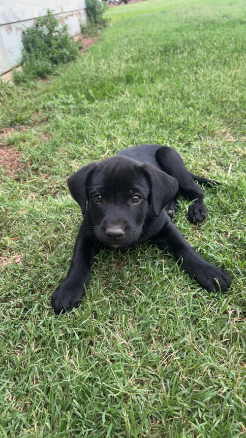 SPONSOR OR FOSTER ME - Landon