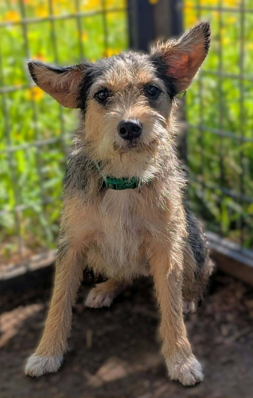 SPONSOR OR FOSTER ME - Foxy