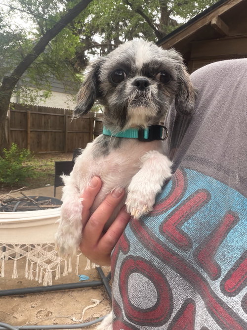 SPONSOR OR FOSTER ME - Tootie