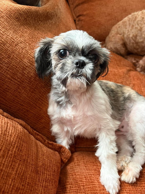 Tootie - ADOPTION IN PROCESS, an adoptable Shih Tzu in Grafton, WI