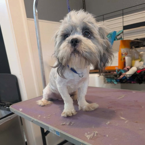 SPONSOR OR FOSTER ME - Holden