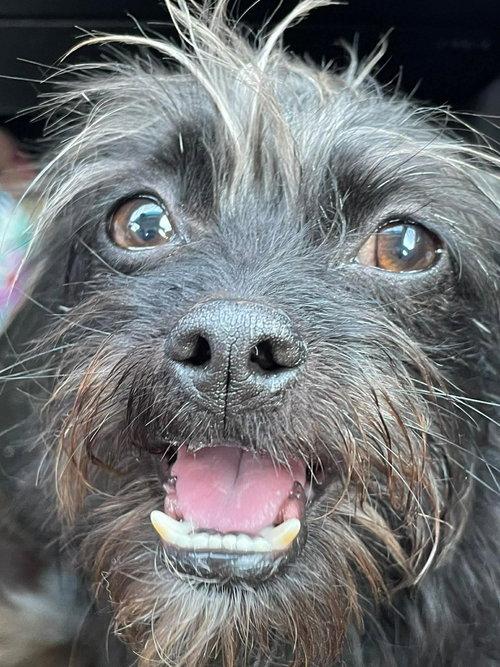 SPONSOR OR FOSTER ME - Shadow