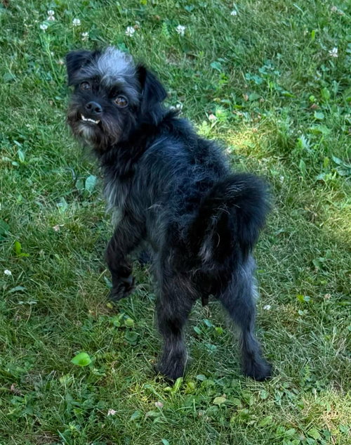 Shadow, photo 3