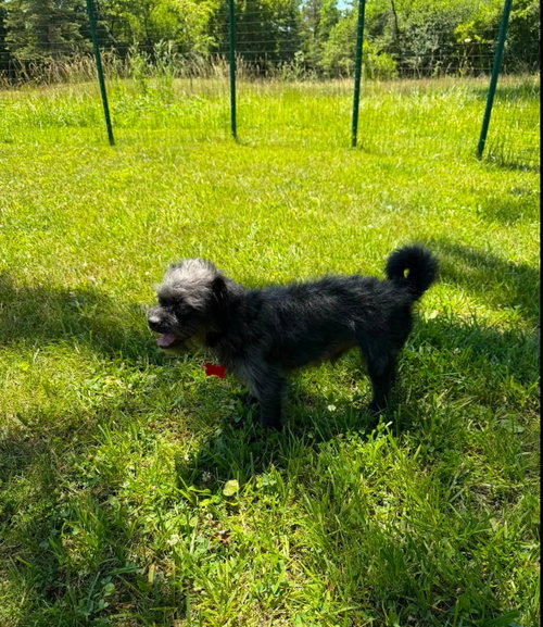 Shadow, photo 4
