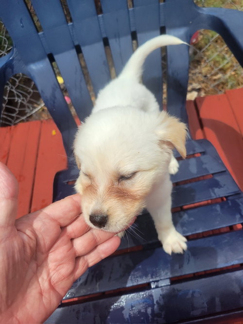 SPONSOR OR FOSTER ME - Melody
