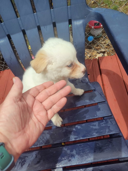 SPONSOR OR FOSTER ME - Maggie