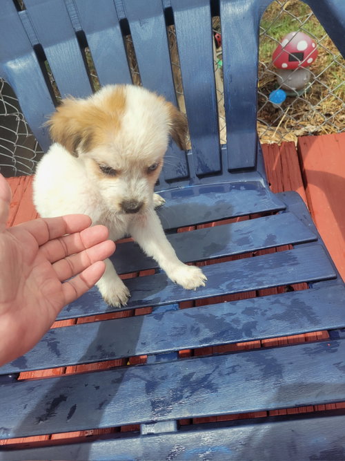 SPONSOR OR FOSTER ME - Maci