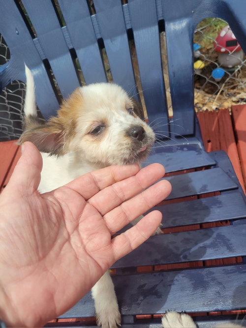 SPONSOR OR FOSTER ME - Mallory