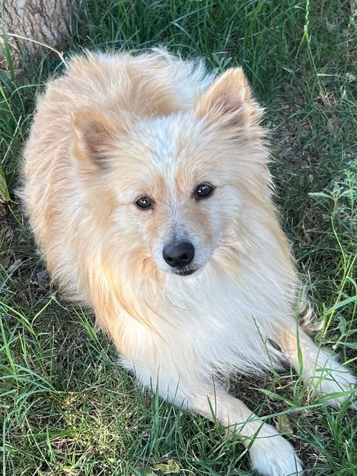 SPONSOR OR FOSTER ME - Elvis