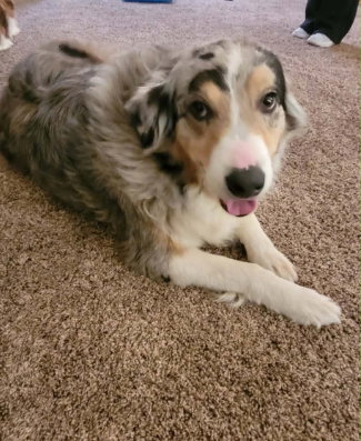 FOSTER ME - Lola