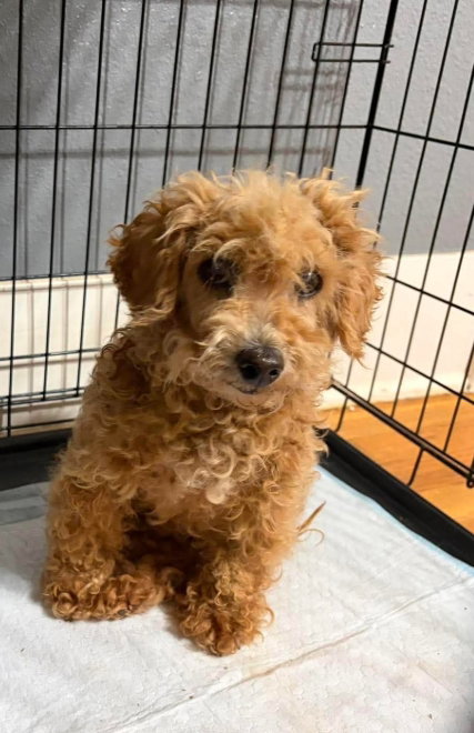 SPONSOR OR FOSTER ME - Honey