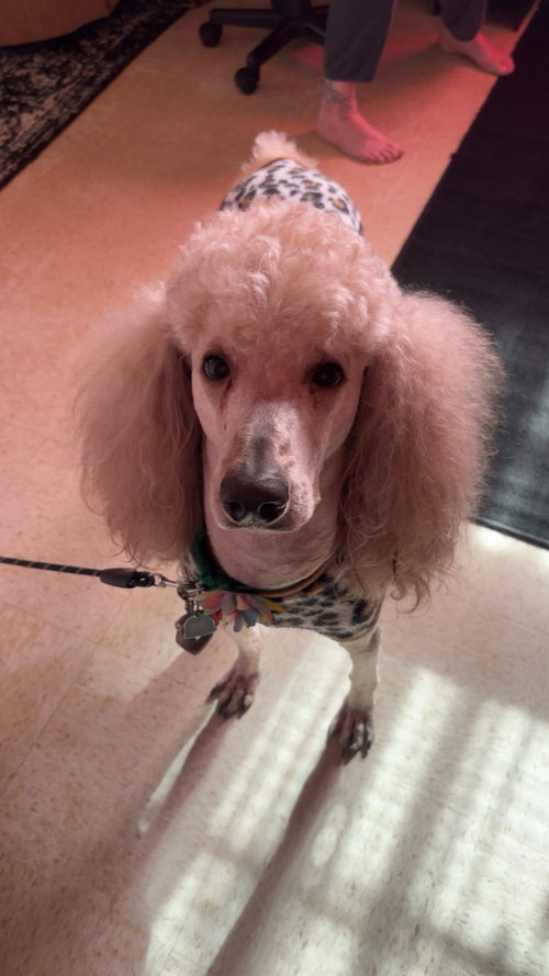 SPONSOR OR FOSTER ME - Teddy