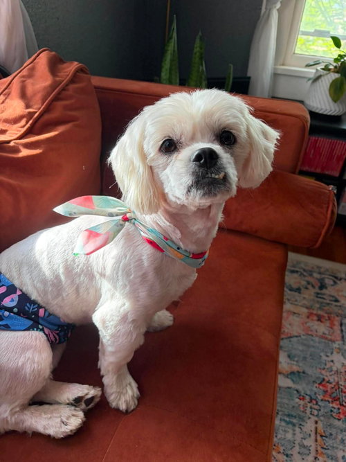 SPONSOR OR FOSTER ME - Chowder