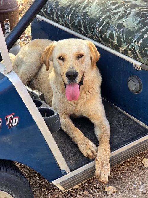 SPONSOR OR FOSTER ME - Scooter