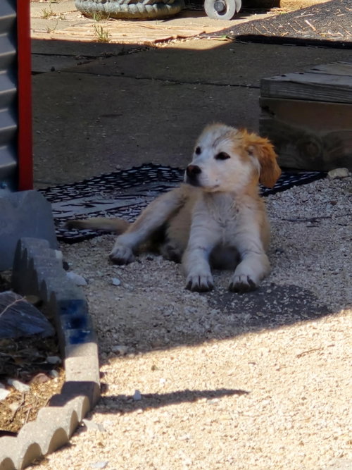 SPONSOR OR FOSTER ME - Tessie