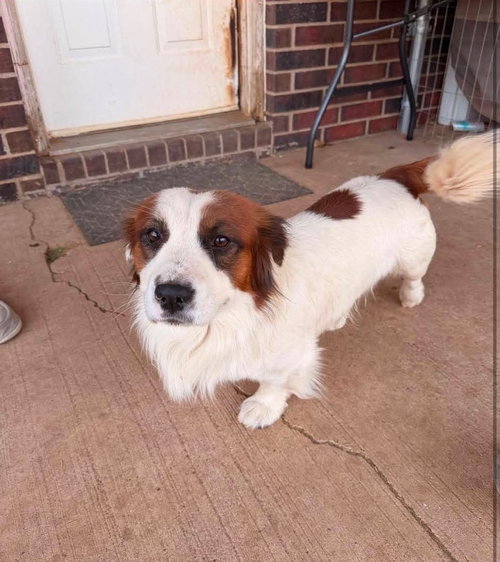 SPONSOR OR FOSTER ME - Gator