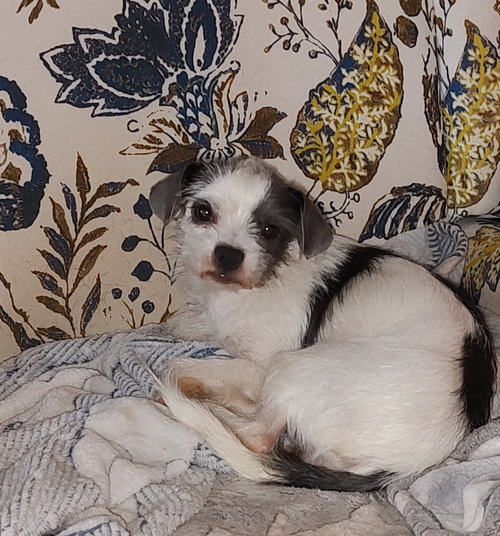 FOSTER ME - Pip