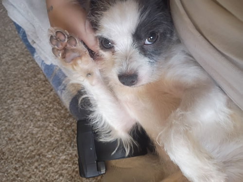 Pip photo 3