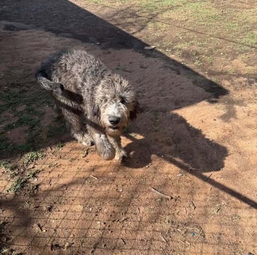 Petra - ADOPTION IN PROCESS, an adoptable Australian Shepherd in Grafton, WI