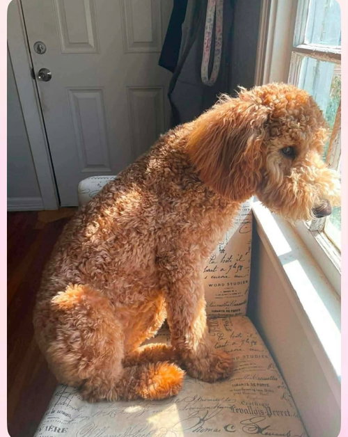 Posie - ADOPTION IN PROCESS, an adoptable Poodle in Grafton, WI