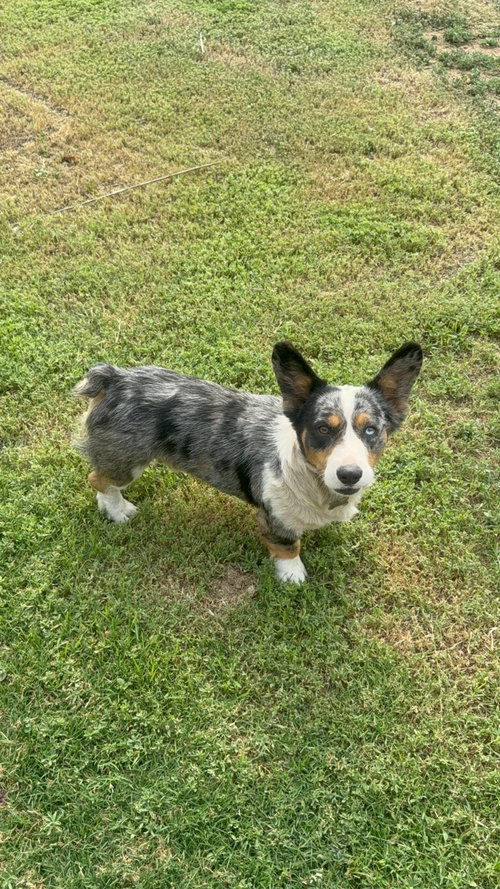 Milo photo 2