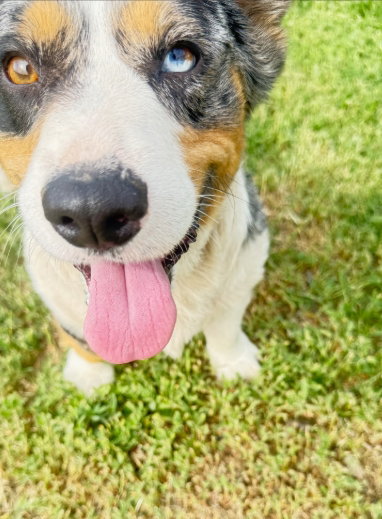 Milo photo 3