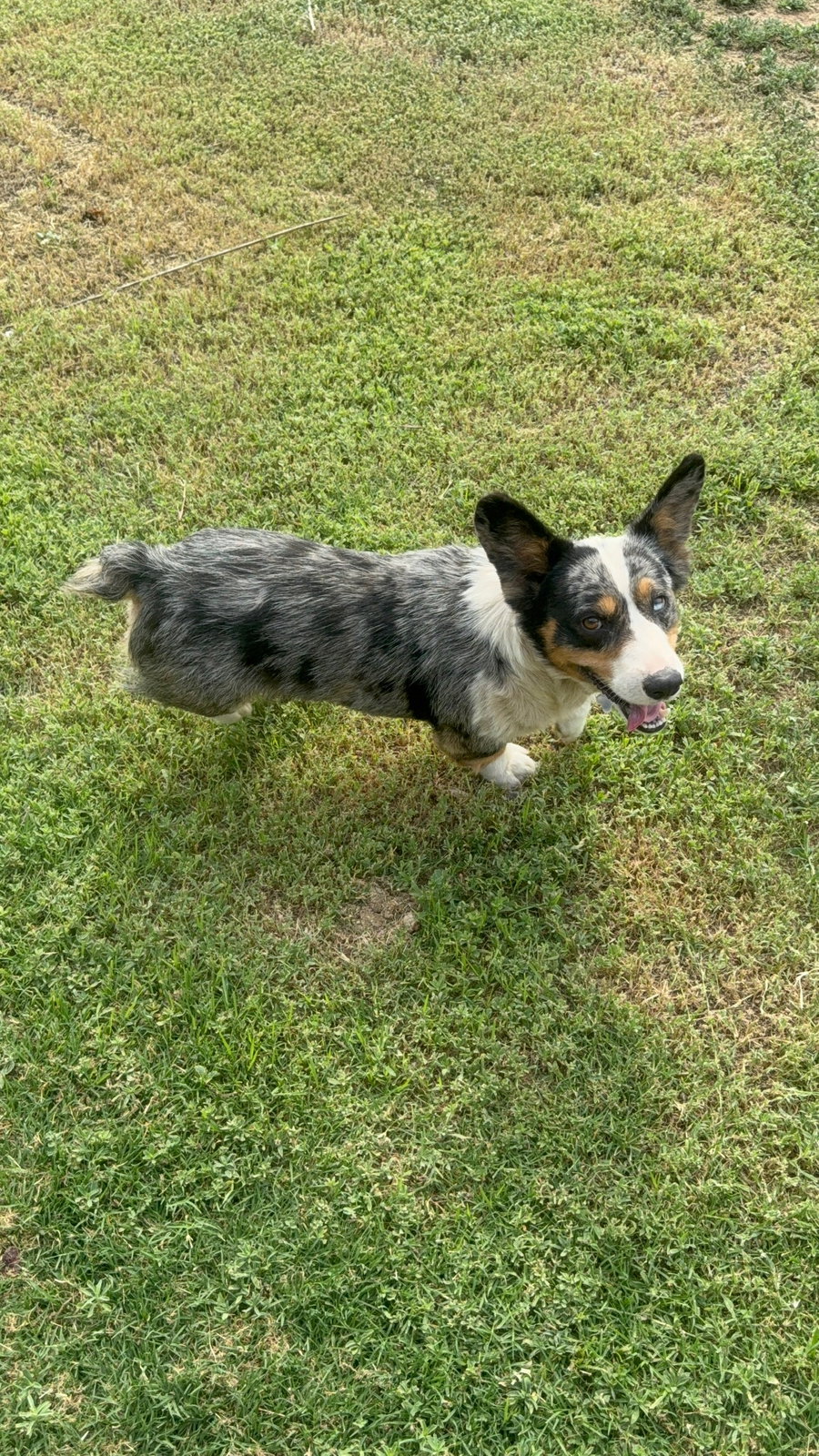 Milo - ADOPTION IN PROCESS
