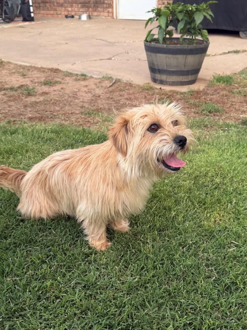 Sissy - ADOPTION IN PROCESS, an adoptable Terrier in Grafton, WI