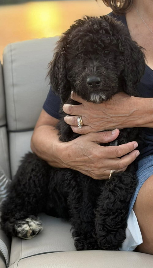 Lizzie McGuire, an adoptable Poodle in Grafton, WI