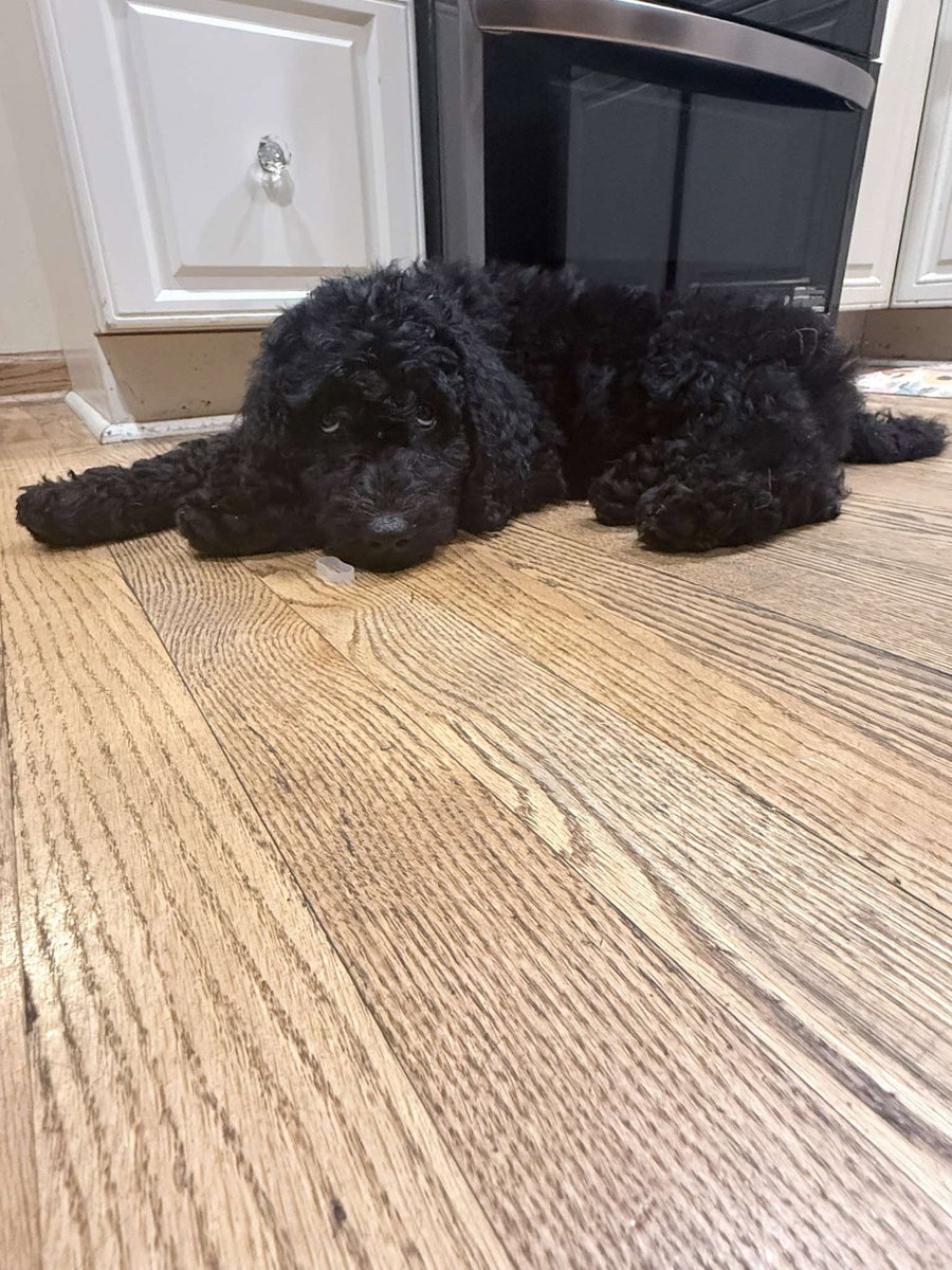 Alex Russo - ADOPTION PENDING