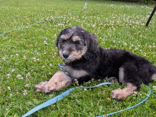Hannah Montana, an adoptable Poodle in Grafton, WI