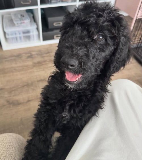 Raven Baxter, an adoptable Poodle in Grafton, WI