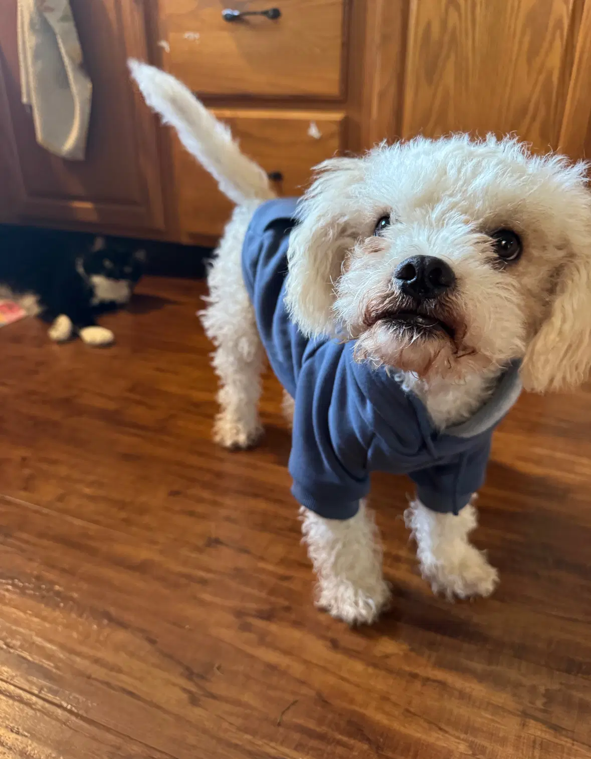 Cotton - Poodle (Miniature)