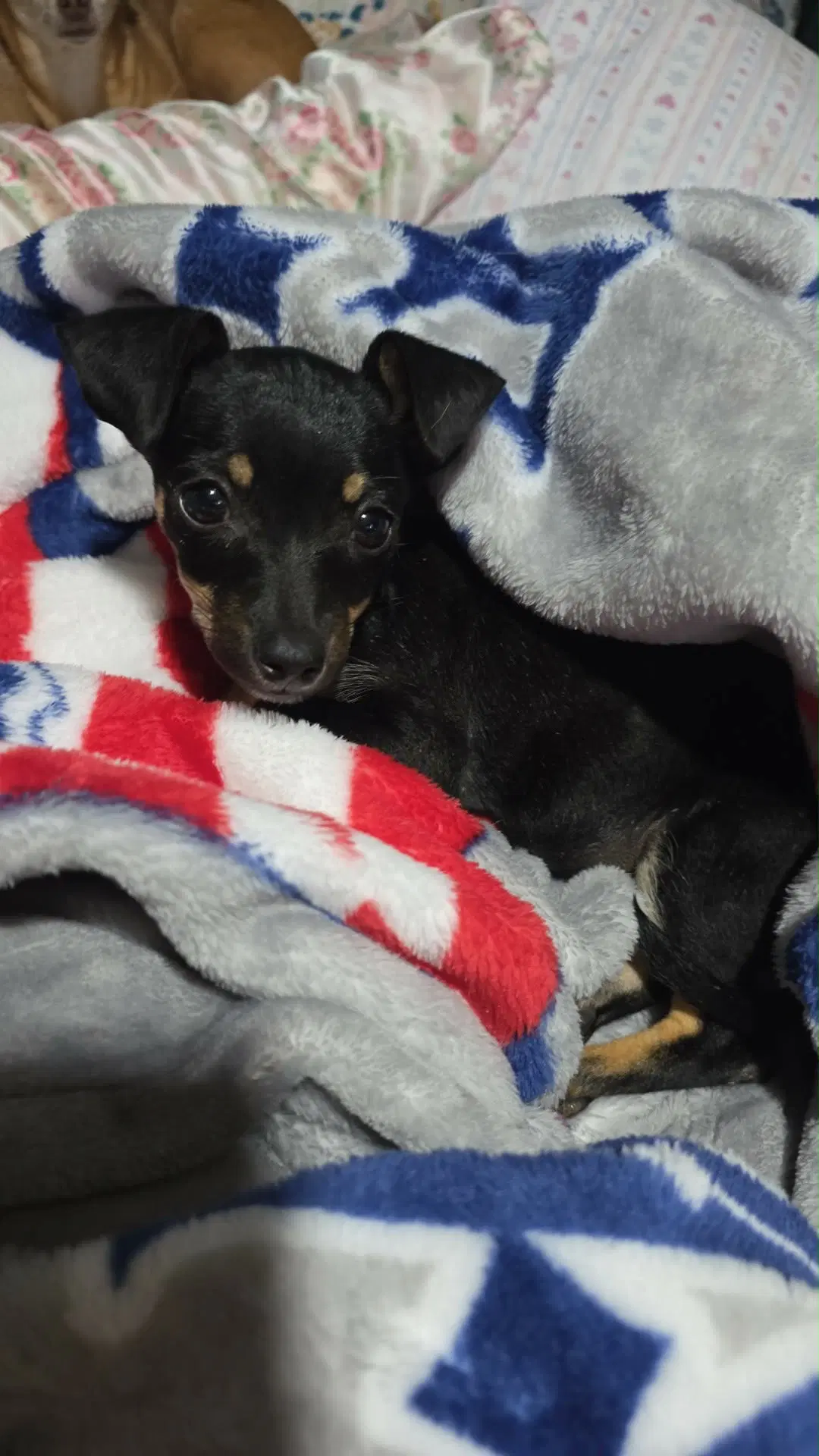 Foster Me - Maggie - Miniature Pinscher