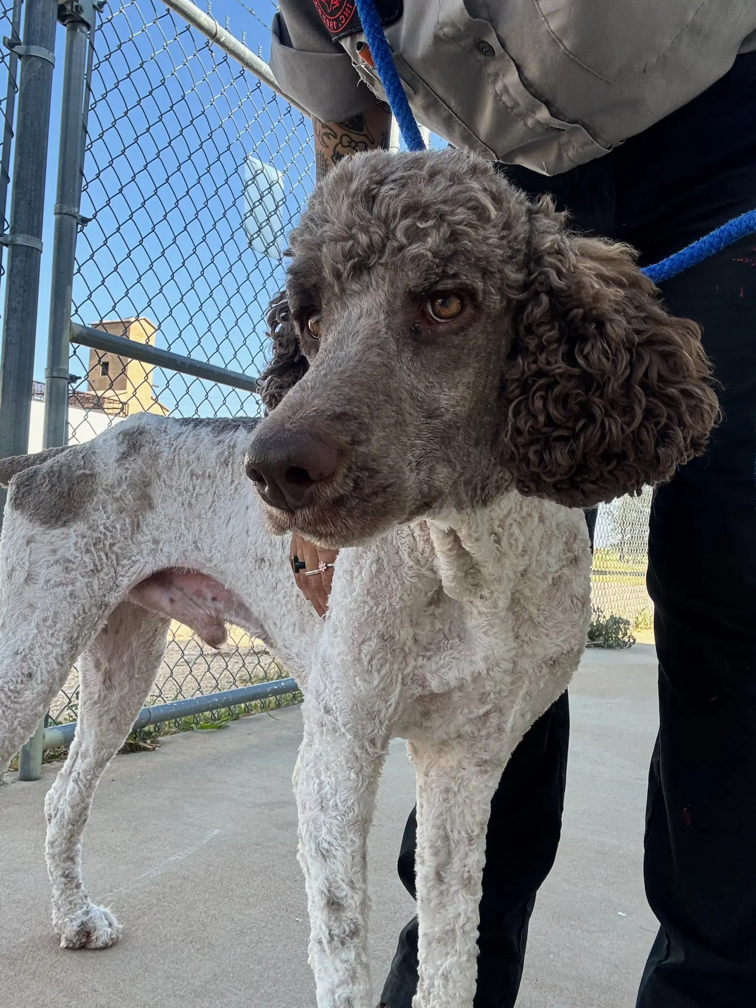 Sponsor Or Foster Me - Timber - Poodle (Standard)