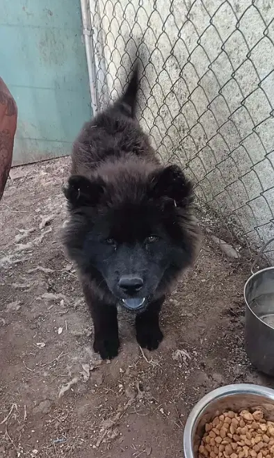Foster Me - Ashlee - Mini Chow Chow Mix