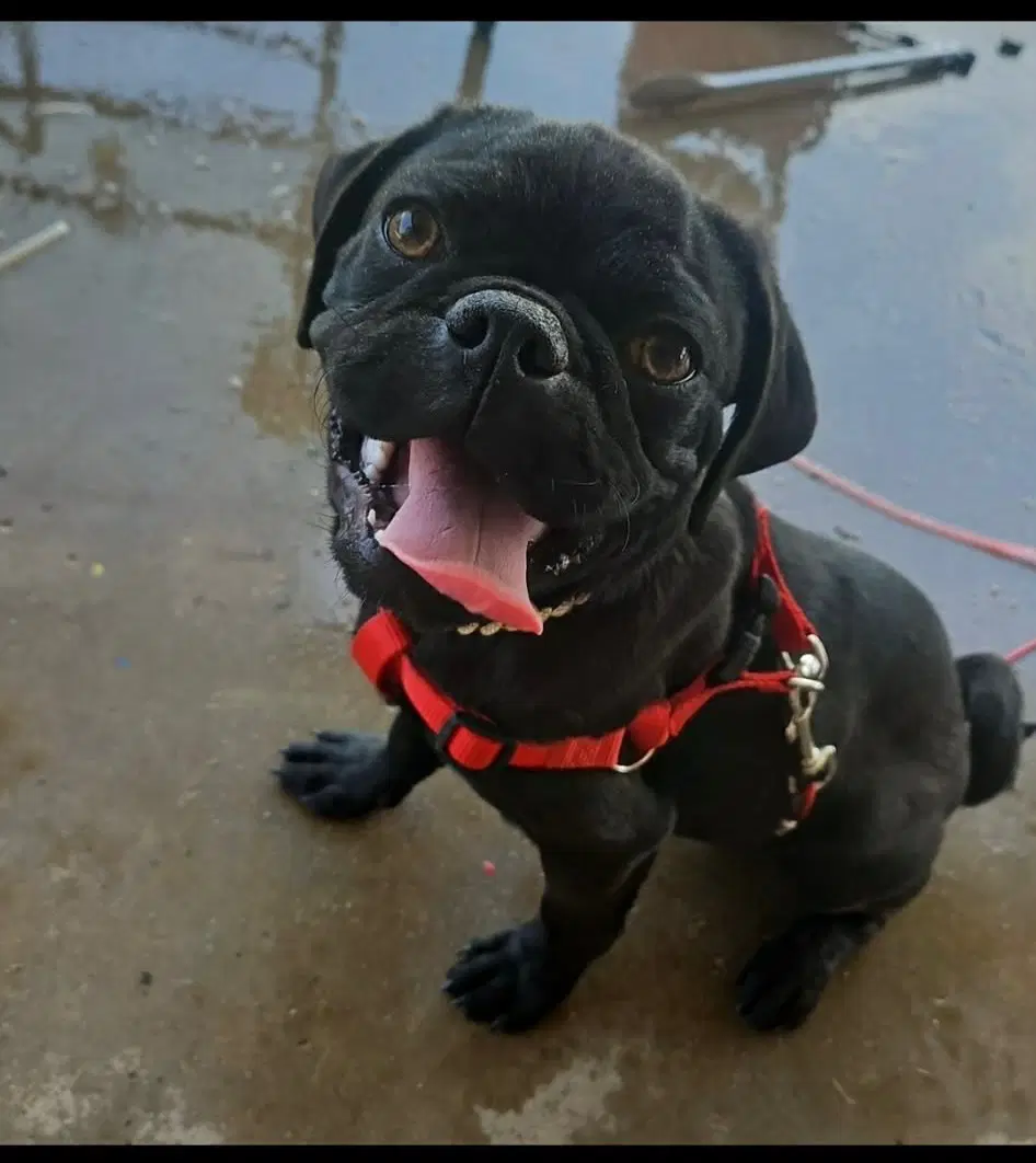 Sponsor Or Foster Me - Tug - Pug