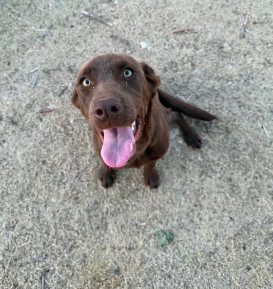 Sponsor Or Foster Me - Canela - Labrador Retriever
