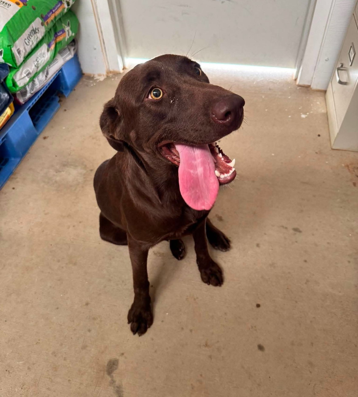 Canela - ADOPTION IN PROCESS