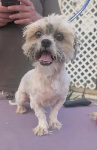 Sponsor Or Foster Me - Penny - Shih Tzu