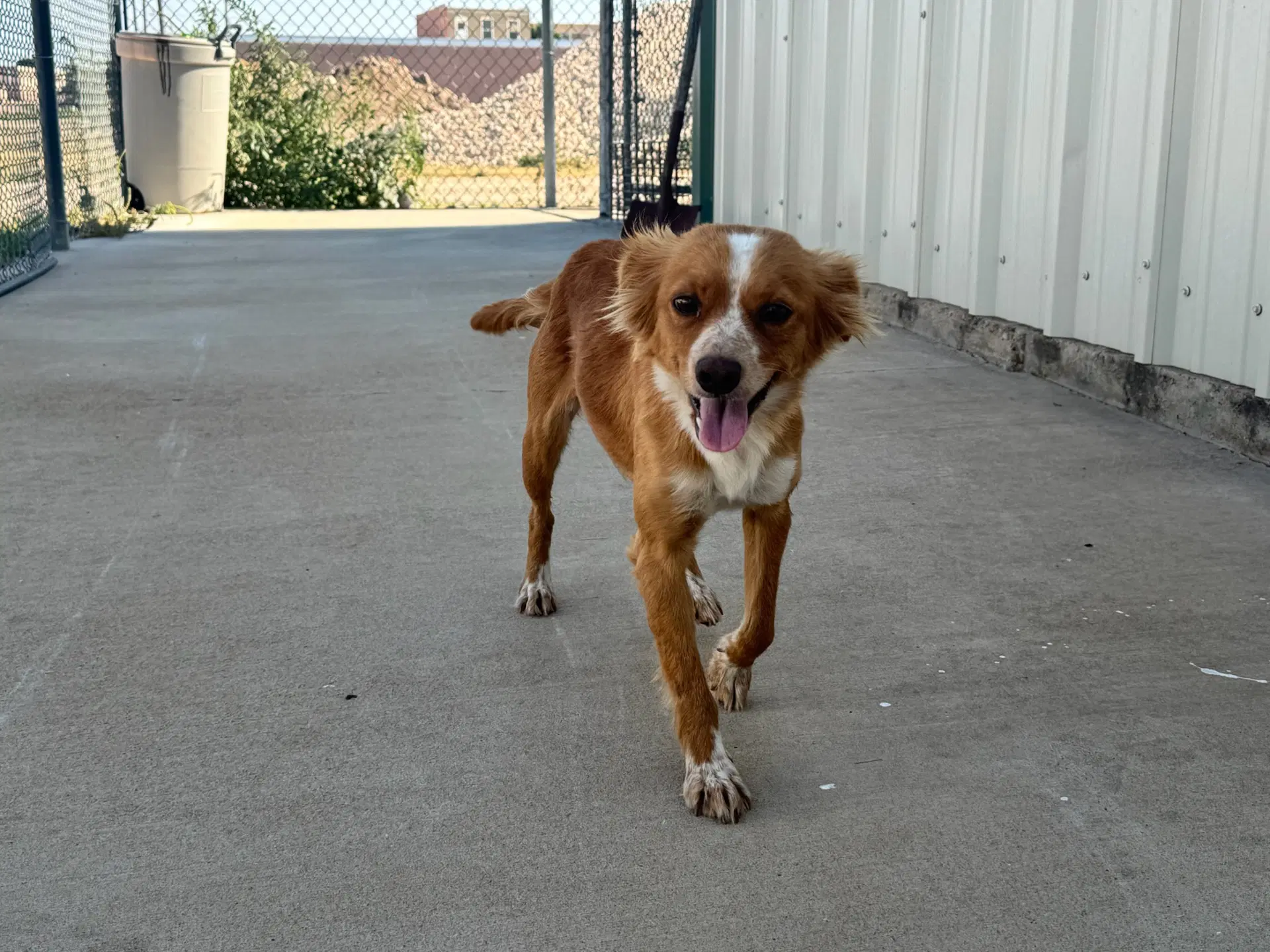 Sponsor Or Foster Me - Chimmy - Papillon