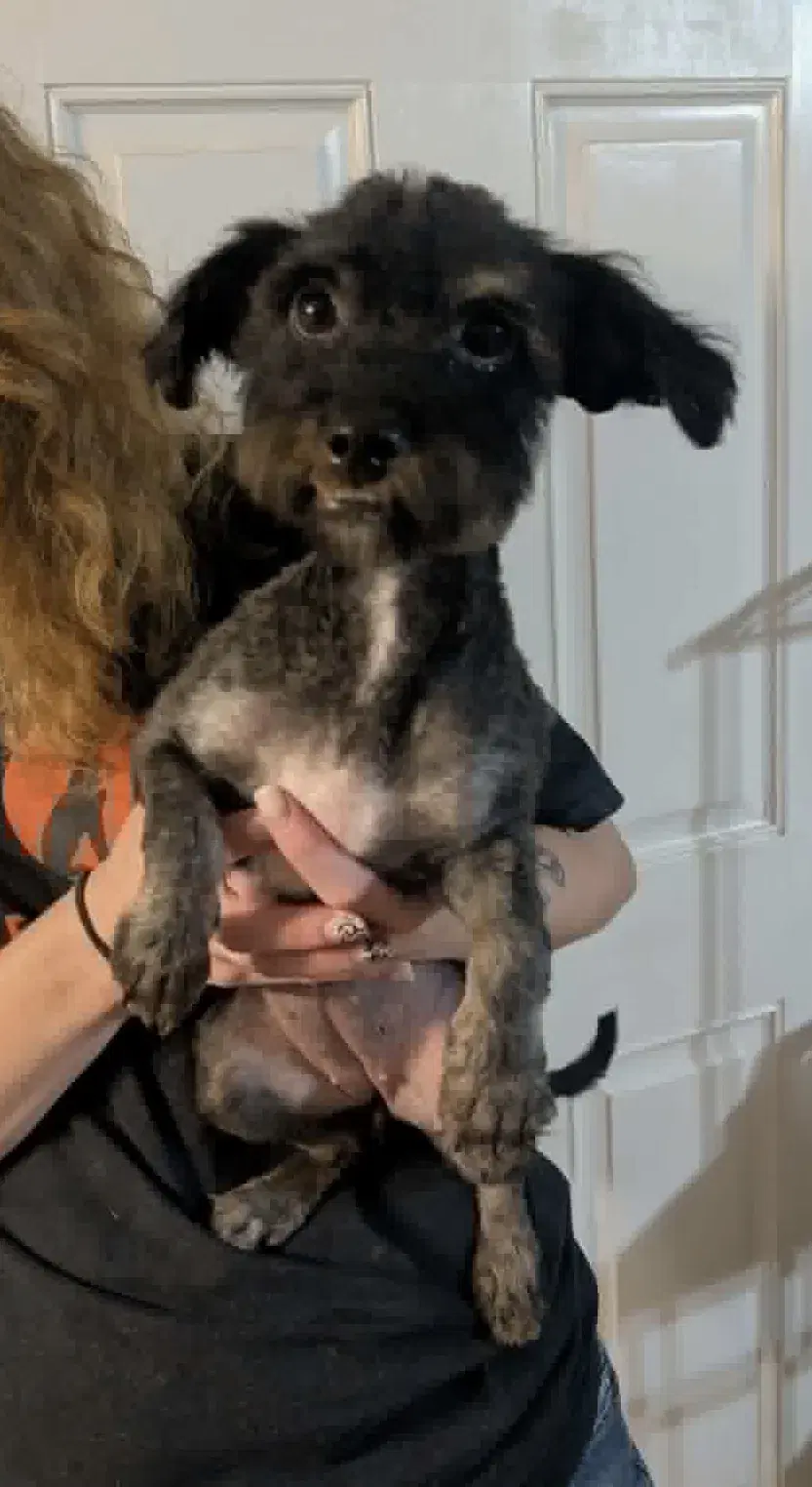 Sponsor Or Foster Me - Strawberry - Poodle (unknown type)