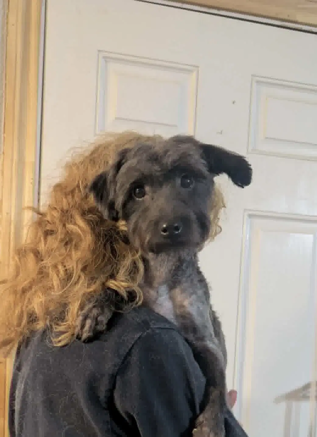 Sponsor Or Foster Me - Vanilla - Poodle (unknown type)