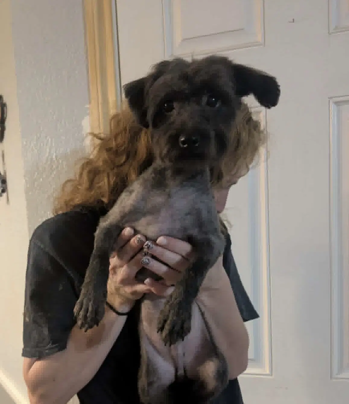 Sponsor Or Foster Me - Chocolate - Poodle