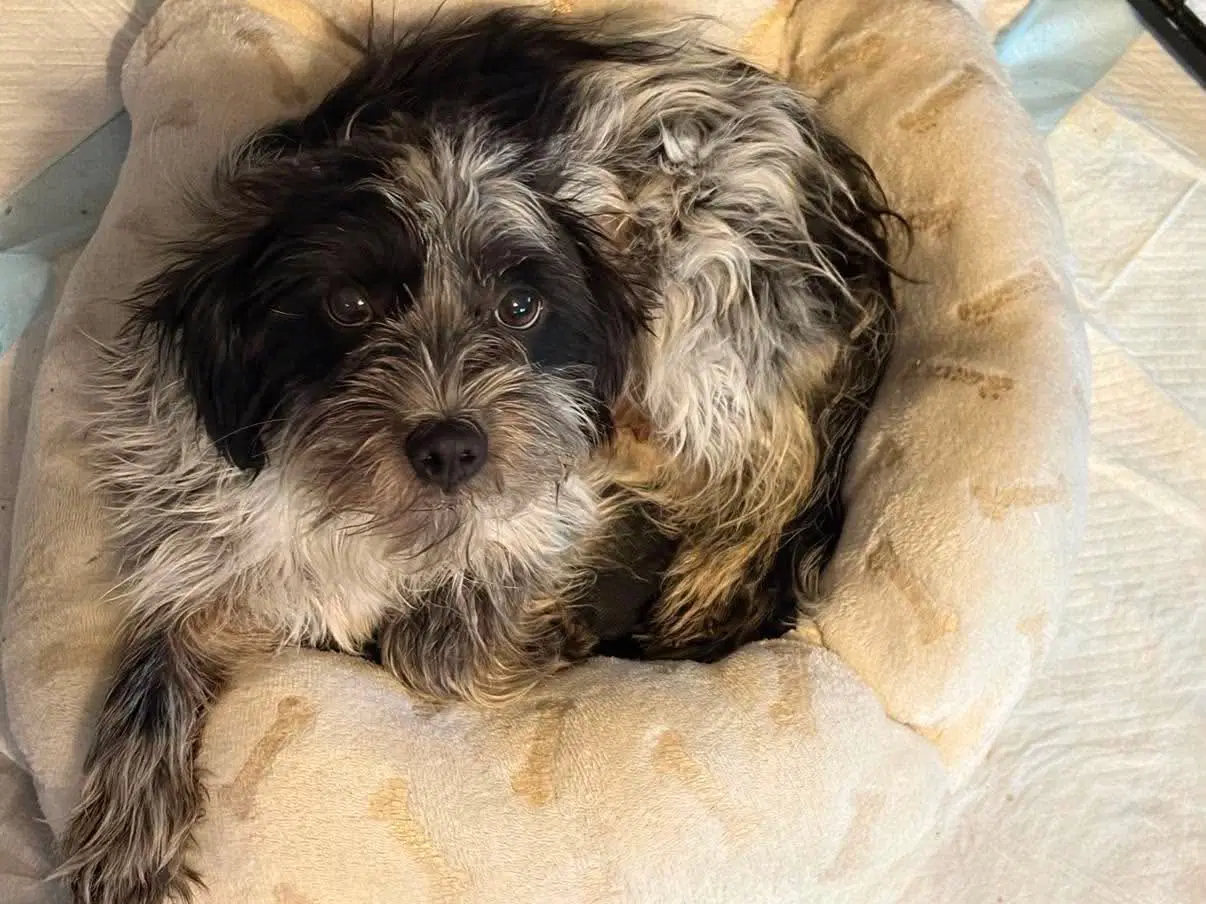 Ember - Maltese