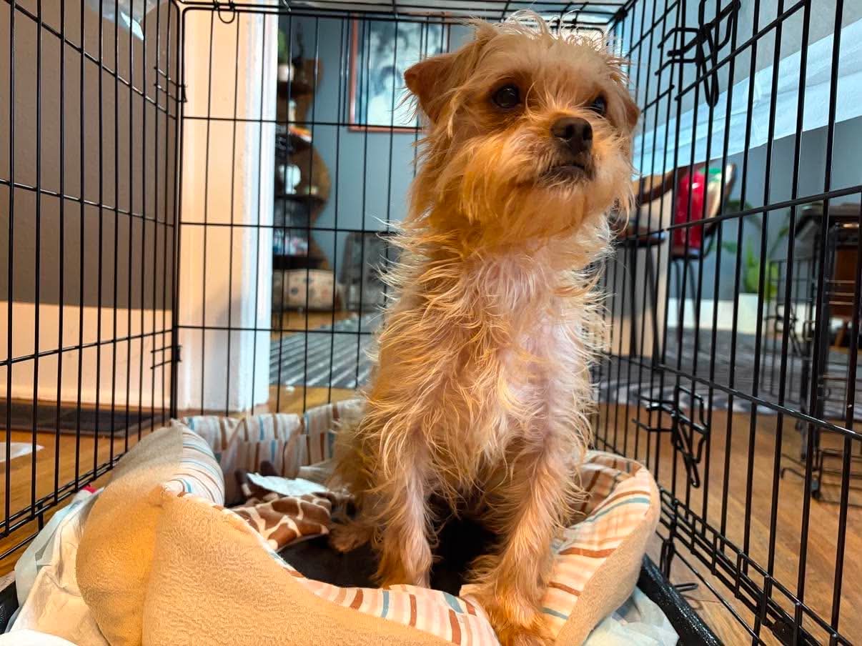 Sponsor Or Foster Me - Maple