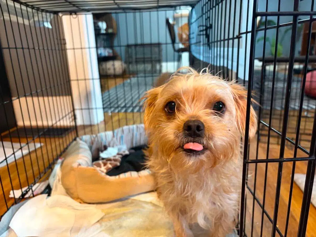Sponsor Or Foster Me - Maple image 2